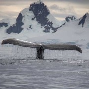 南露脊鲸是什么动物？（南露脊鲸是什么体型）