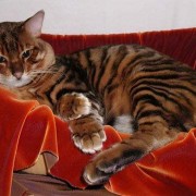 郭德纲相声《八猫图》“玳瑁”声高，“虎皮”中瞧，“金钩挂玉”壮满膘，“鞭打绣球”把尾摇……