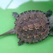 拟鳄龟是什么动物？（动物拟鳄龟）