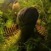 雷龙鱼是什么鱼？（雷龙鱼是什么鱼）