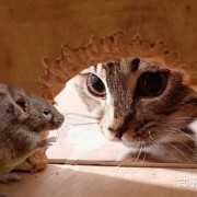 什么是天敌？自然界当中的天敌关系有哪些？看完你就明白了