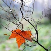 雪中竹的诗词（雪中竹小说）