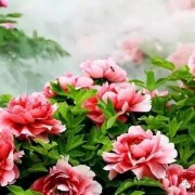 关于秋天的花的古诗词（关于秋天花的古诗大全）