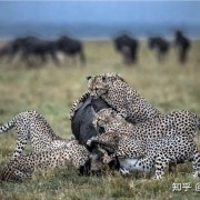 什么是天敌？自然界当中的天敌关系有哪些？看完你就明白了