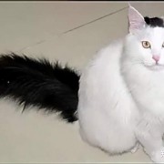 郭德纲相声《八猫图》“玳瑁”声高，“虎皮”中瞧，“金钩挂玉”壮满膘，“鞭打绣球”把尾摇……