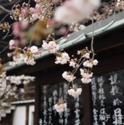 《挪威的森林》：百分百纯粹的爱情小说