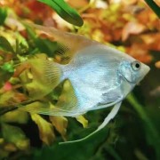 天使鱼是什么鱼？（丽丽鱼能和天使鱼混养吗）