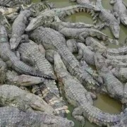 鳄鱼种类名称图片大全（鳄鱼种类战斗力排名）