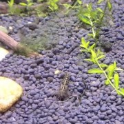 黑壳虾是什么虾？（黑壳虾虾卵图片）