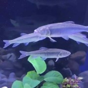 溪哥鱼和马口鱼有什么区别？（溪哥和马口鱼的区别）