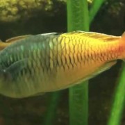 澳洲彩虹鱼是什么鱼？
