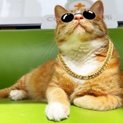 猫咪知道自己是猫吗？真相是……