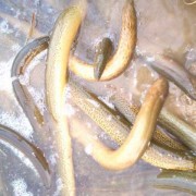 黄鳝体内有寄生虫吗？（黄鳝体内寄生虫能杀死吗）