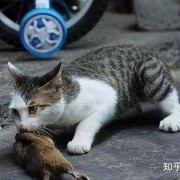 什么是天敌？自然界当中的天敌关系有哪些？看完你就明白了