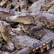 鳄鱼种类名称图片大全（鳄鱼种类战斗力排名）