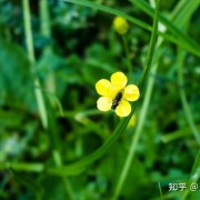 香格里拉 - 尽收人世纷扰，不染凡间一尘