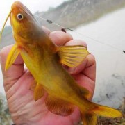 黄骨鱼是什么鱼？（黄骨鱼是底层鱼吗）