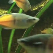 澳洲彩虹鱼是什么鱼？