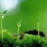 李白诗词最佳十首