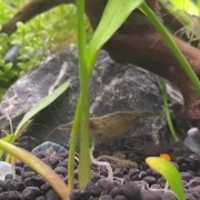 黑壳虾是什么虾？（黑壳虾虾卵图片）