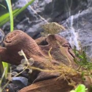 黑壳虾是什么虾？（黑壳虾虾卵图片）