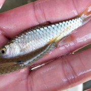 军鱼苗价格多少钱一尾？（30万尾鱼苗多少钱一只）