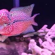 金花罗汉鱼是什么鱼？（金花罗汉鱼图片）