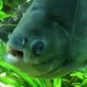 人齿鱼是什么鱼？（什么鱼是利齿鱼）