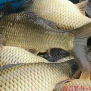 鲫鱼和鲤鱼杂交的鱼叫什么？（鲤鱼和鲤鱼杂交的鱼叫什么鱼）