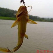 黄颡鱼苗价格多少钱一尾？（鮰鱼鱼苗哪里最便宜）