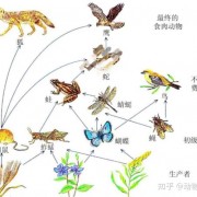 什么是天敌？自然界当中的天敌关系有哪些？看完你就明白了
