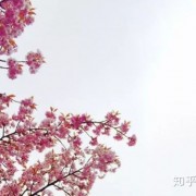 《挪威的森林》：百分百纯粹的爱情小说