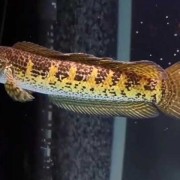 雷龙鱼是什么鱼？（雷龙鱼是什么鱼）