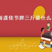 每逢佳节胖三斤是什么歌