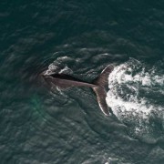 南露脊鲸是什么动物？（南露脊鲸是什么体型）