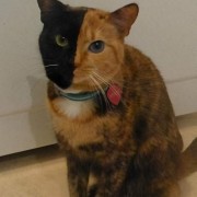 郭德纲相声《八猫图》“玳瑁”声高，“虎皮”中瞧，“金钩挂玉”壮满膘，“鞭打绣球”把尾摇……