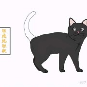 郭德纲相声《八猫图》“玳瑁”声高，“虎皮”中瞧，“金钩挂玉”壮满膘，“鞭打绣球”把尾摇……