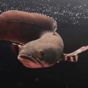 雷龙鱼是什么鱼？（雷龙鱼是什么鱼）