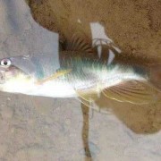 溪哥鱼和马口鱼有什么区别？（溪哥和马口鱼的区别）