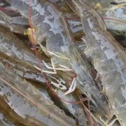 对虾是什么虾？（什么虾是条虾）
