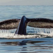 南露脊鲸是什么动物？（南露脊鲸是什么体型）