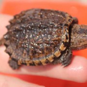 拟鳄龟是什么动物？（动物拟鳄龟）
