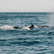 南露脊鲸是什么动物？（南露脊鲸是什么体型）