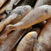 石首鱼是什么鱼？（石首鱼种是什么鱼）