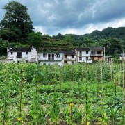 闻武均州报已复西京古诗词（闻武均州报已复西京的古诗）