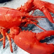 波士顿龙虾是什么动物？（波士顿龙虾是什么类动物）