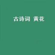 古诗词 黄花（嫩黄花古诗词）