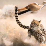 什么是天敌？自然界当中的天敌关系有哪些？看完你就明白了
