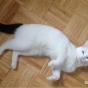 郭德纲相声《八猫图》“玳瑁”声高，“虎皮”中瞧，“金钩挂玉”壮满膘，“鞭打绣球”把尾摇……