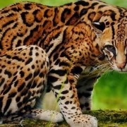 郭德纲相声《八猫图》“玳瑁”声高，“虎皮”中瞧，“金钩挂玉”壮满膘，“鞭打绣球”把尾摇……